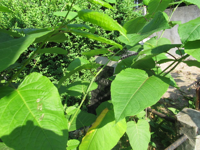 Grób Bolesław Sobieszek